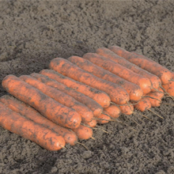 Marchew Nanchong F1 100 tyś. nasion precyzja st